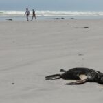 Scientists in South Africa say they have identified the first known outbreak of rabies in seals